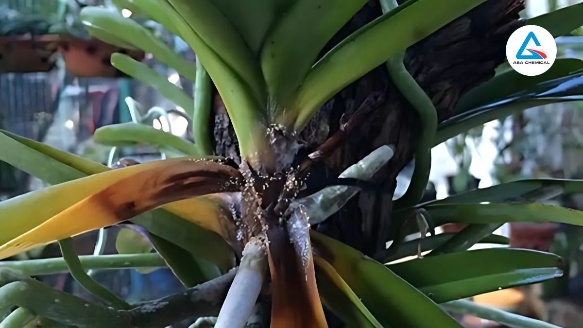 Bệnh nấm hạt cải hoa lan