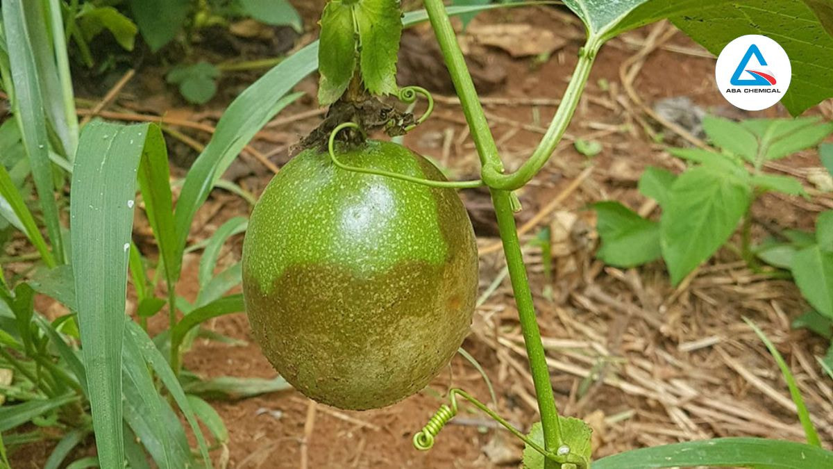 Nấm tấn công rễ với màu nâu đen, cổ rễ hóa nâu, lá héo, và quả sũng nước, đặc biệt trong mùa mưa.