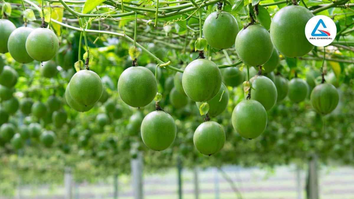 Sử dụng giống chanh dây sạch bệnh, có sức đề kháng cao với nấm Phytophthora sp.