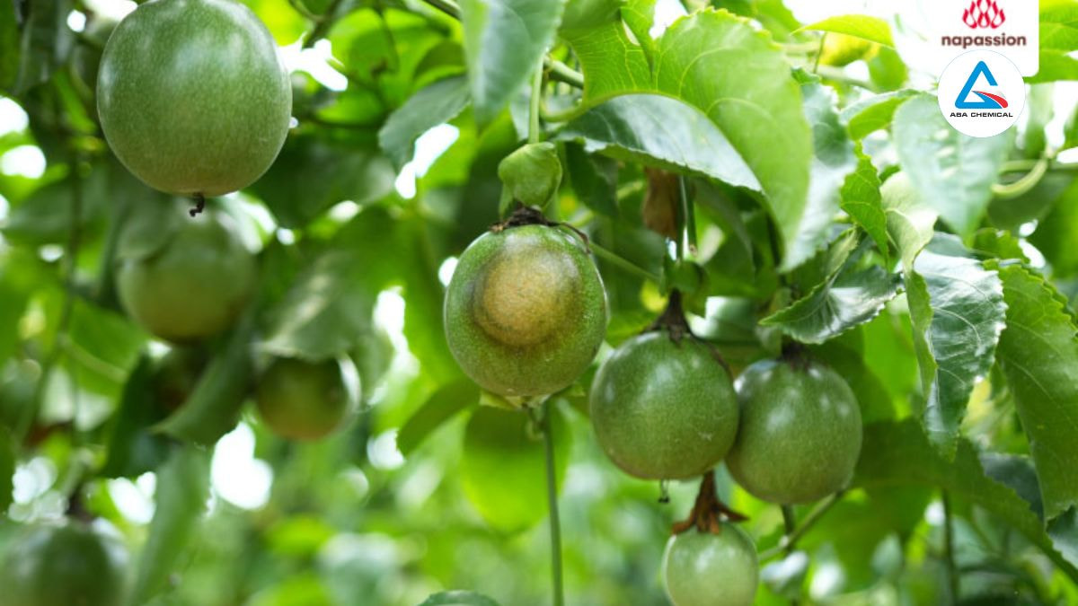 benh-nam-phytophthora-tren-chanh-day-va-bien-phap-phong-tru-abachemical