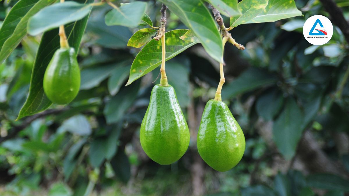 Bệnh nứt thân chảy nhựa bơ