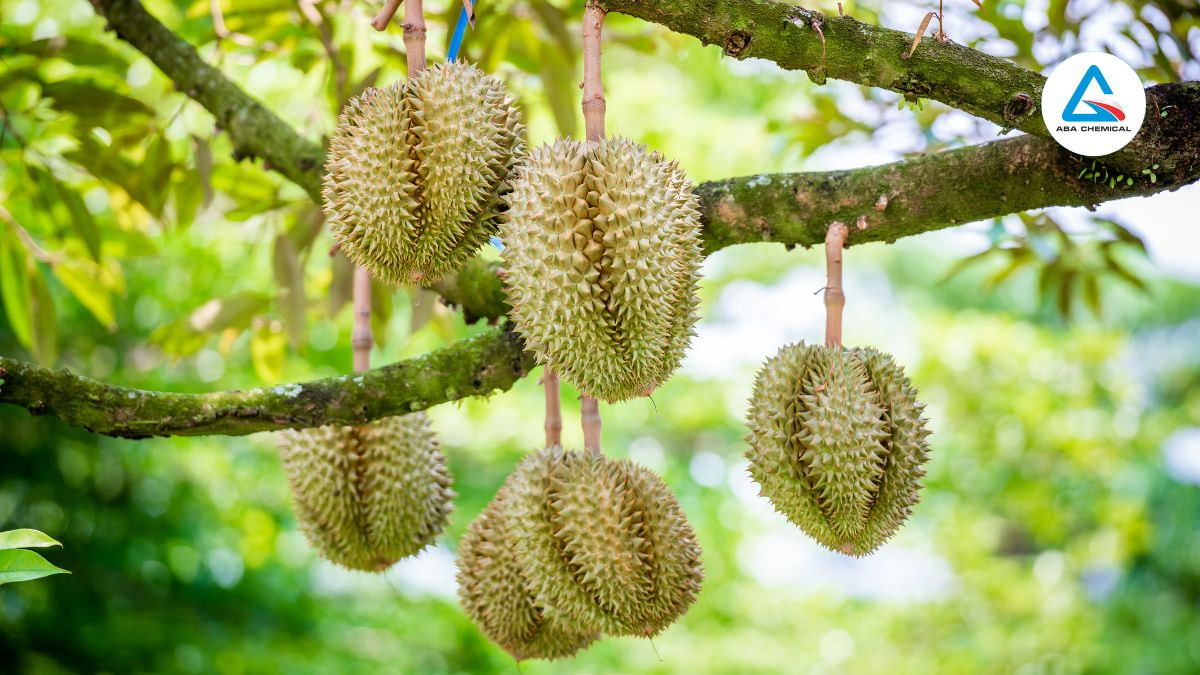 Bệnh nứt thân xì mủ sầu riêng - Nguyên nhân, Dấu hiệu và Biện pháp phòng trừ hiệu quả 