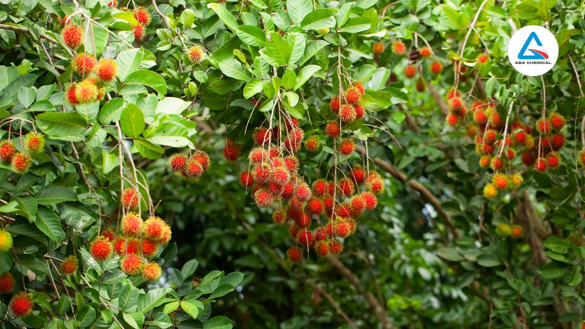 Bệnh phấn trắng trên chôm chôm