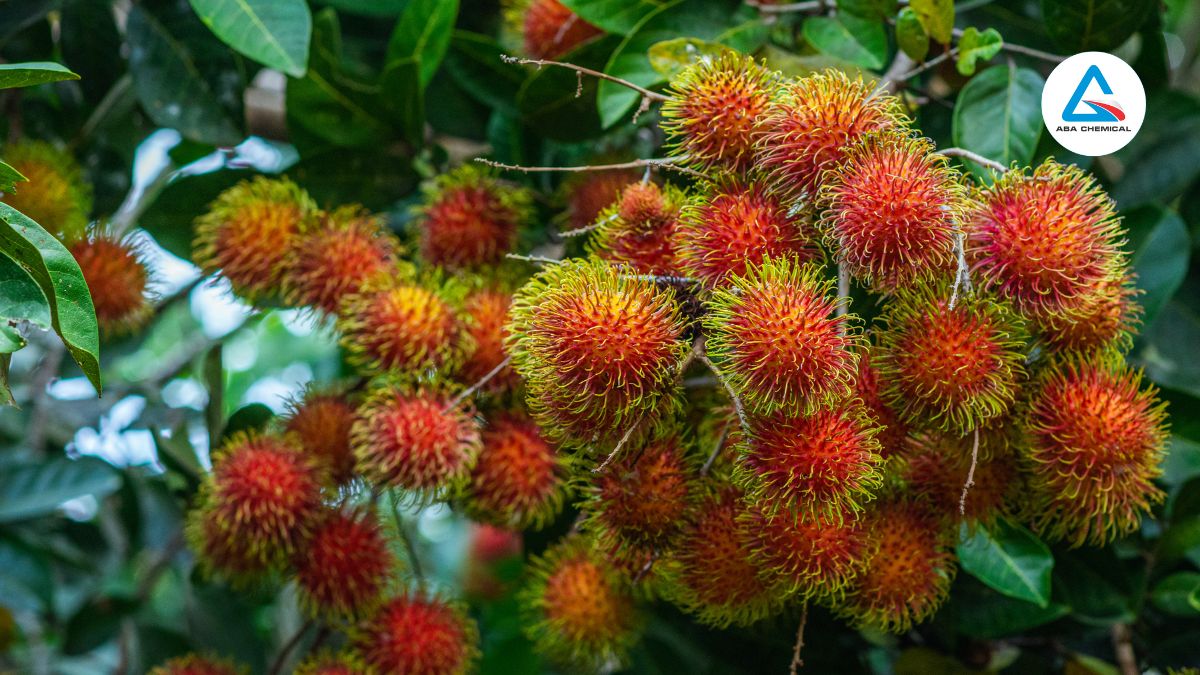 Bệnh phấn trắng trên chôm chôm