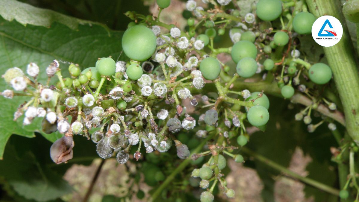 Bệnh sương mai trên cây nho
