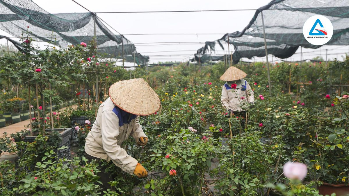 Bệnh sương mai trên hoa hồng
