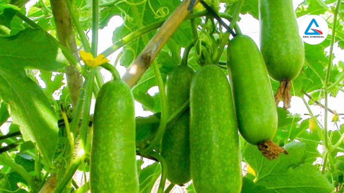 Bệnh thán thư cây bí đao
