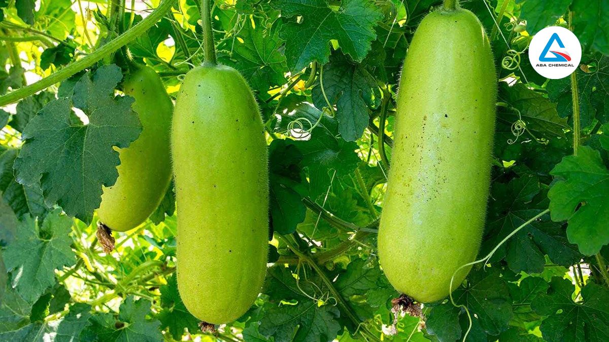 Bệnh thán thư cây bí đao