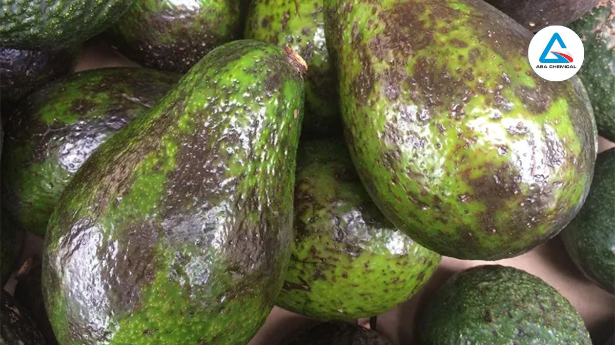 Bệnh thán thư trên bơ biểu hiện ở quả