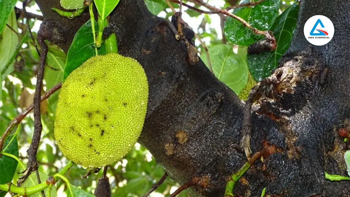 Bệnh thán thư trên cây mít - Nguyên nhân, Dấu hiệu và Cách phòng trừ hiệu quả 