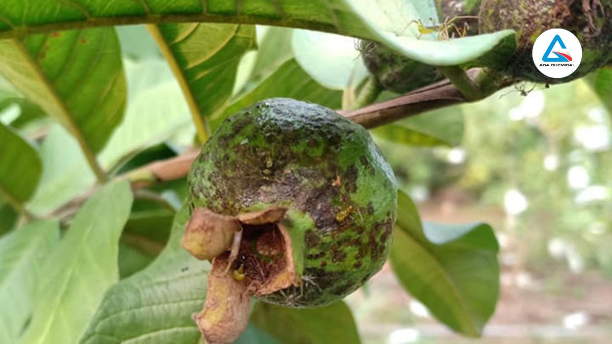 benh-than-thu-tren-cay-oi-va-cach-phong-tru-hieu-qua-abachemical