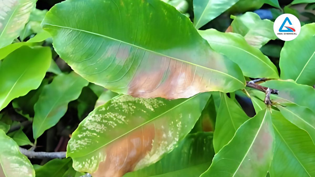Hậu quả của bệnh thán thư trên hoa mai ảnh hưởng đến quang hợp, mất giá trị thẩm mỹ, thiệt hại năng suất