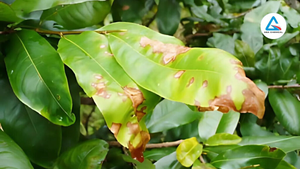 Bệnh thán thư trên hoa mai: Cách phát hiện sớm & biện pháp can thiệp-Abachemical