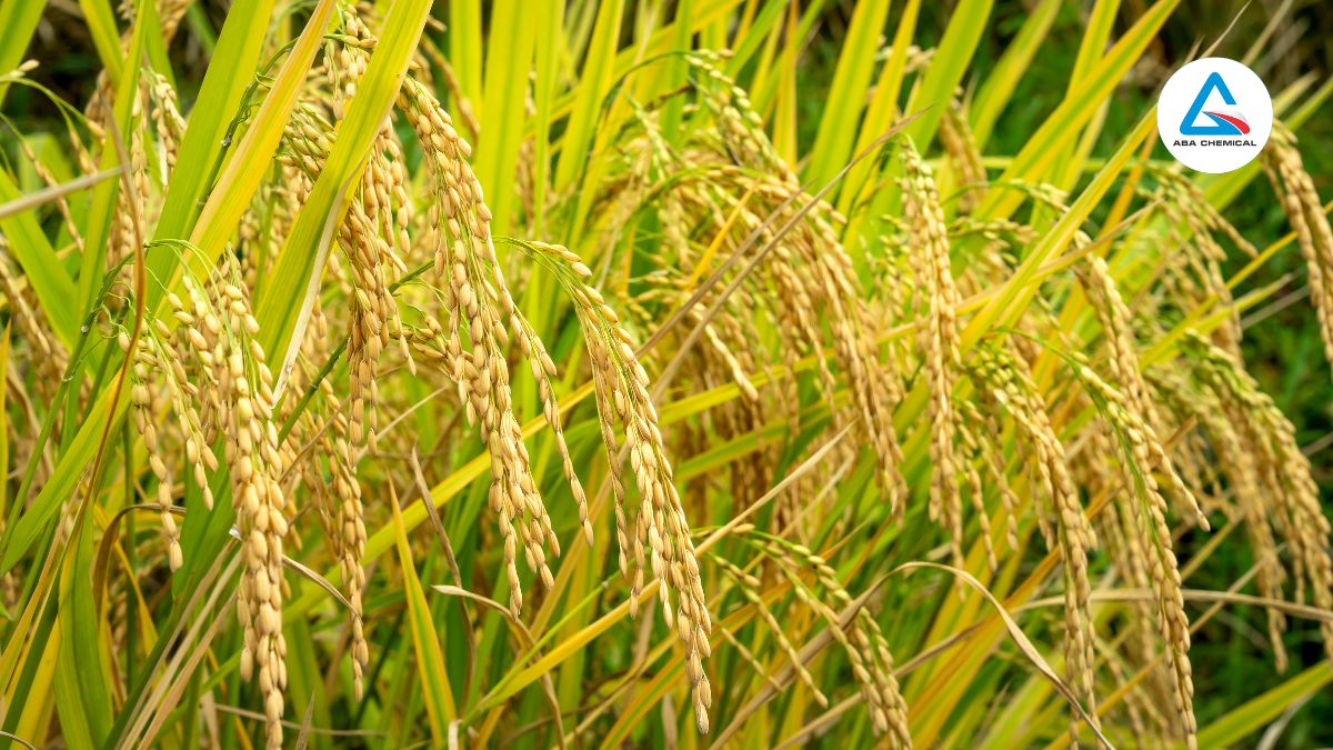 Bệnh thối bẹ lá cờ trên lúa