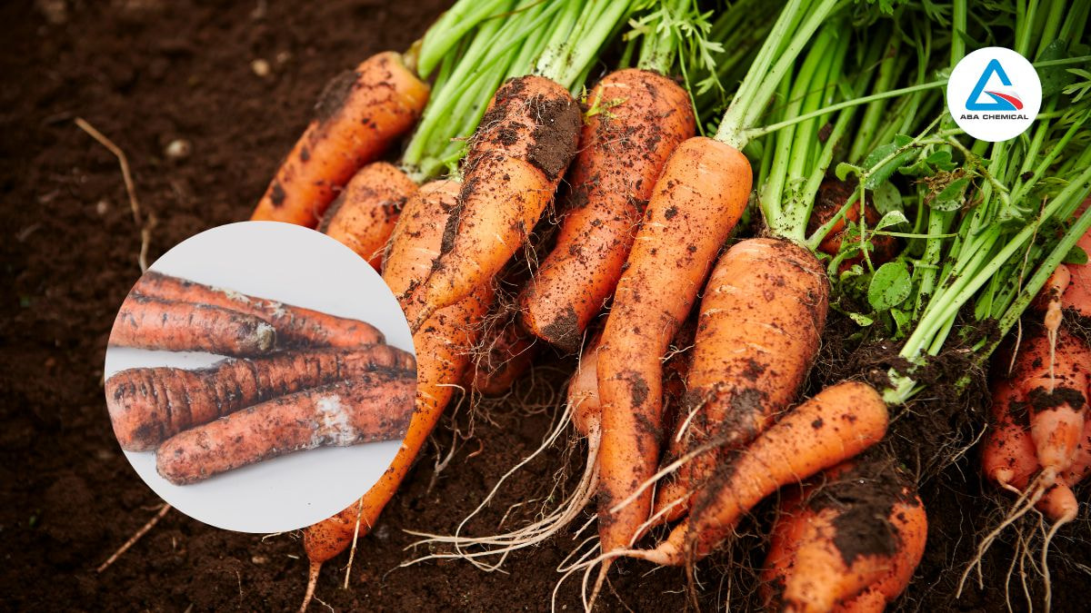 benh-thoi-cu-tren-ca-rot Bệnh thối củ trên cà rốt - Nguyên nhân và Biện pháp phòng trừ