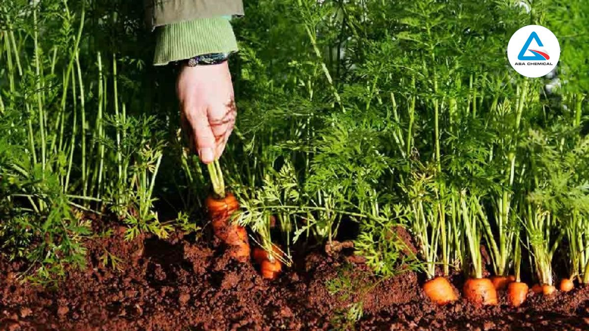 Loại bỏ ngay các cây bị thối mềm, mang ra khỏi vườn đốt hoặc chôn sâu cách xa khu vực trồng