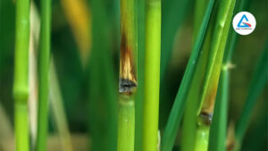 Bênh thối thân vi khuẩn lúa-Abachemical