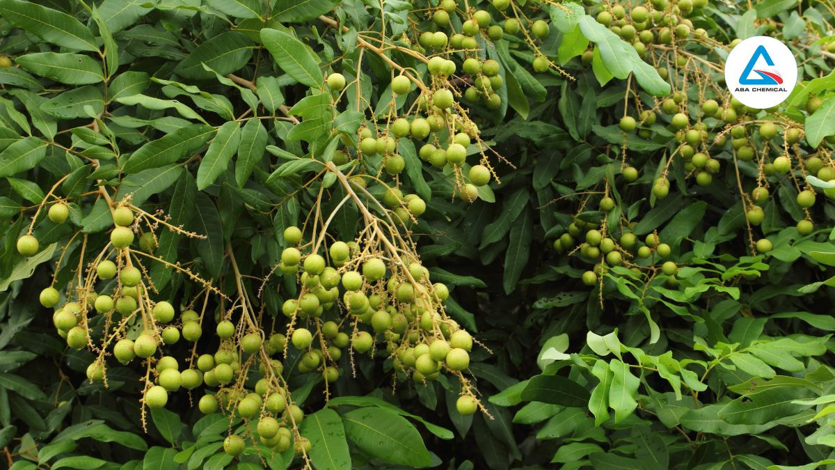 Bệnh thối trái nhãn - Triệu chứng, Nguyên nhân và Biện pháp phòng trừ hiệu quả 