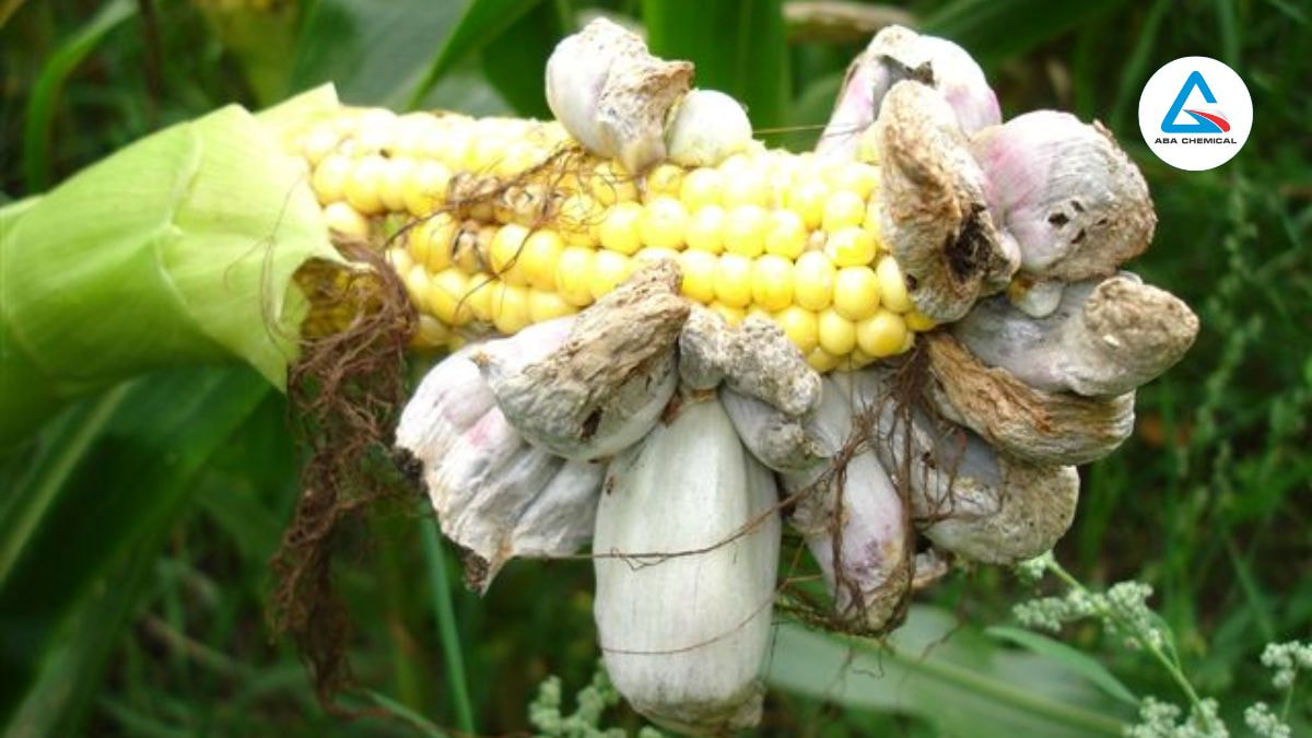 Khối u lớn dần, chuyển đen, vỡ ra, phát tán bào tử, làm bắp, bông cờ thối hỏng, biến dạng