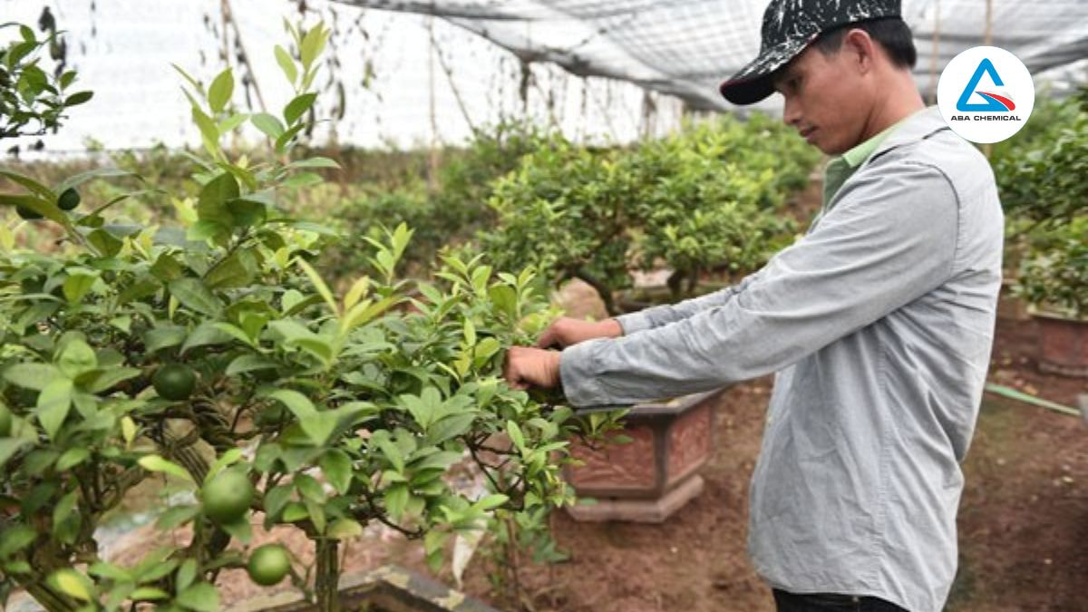 Nhổ bỏ cây, lá, quả nhiễm bệnh, mang ra khỏi vườn đốt hoặc chôn sâu để tránh lây lan