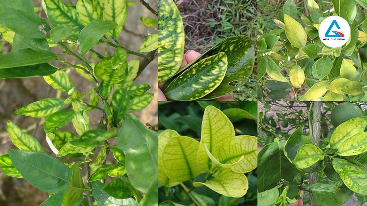 Bệnh vàng lá thối rễ cam 