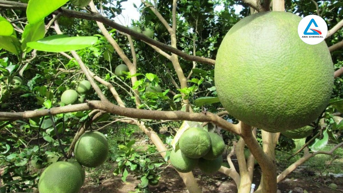 benh-vang-la-thoi-re-tren-cay-buoi-abachemical
