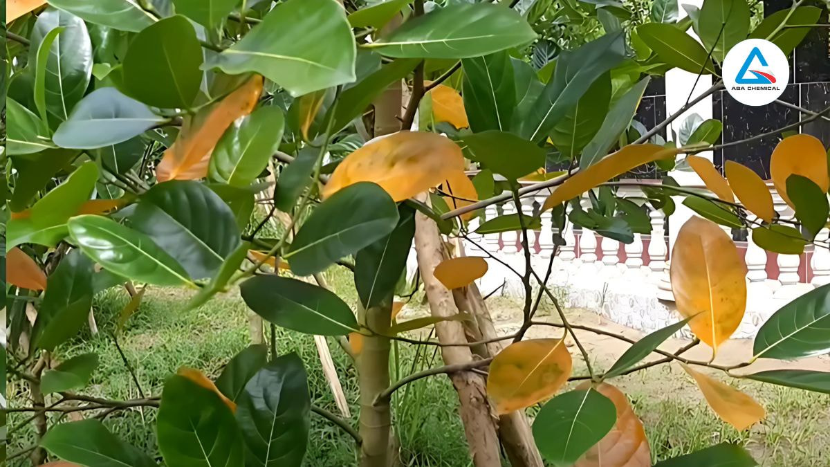 Bệnh vàng lá thối rễ trên cây mít: Nhận biết, tác hại & cách phòng trừ hiệu quả-abachemical