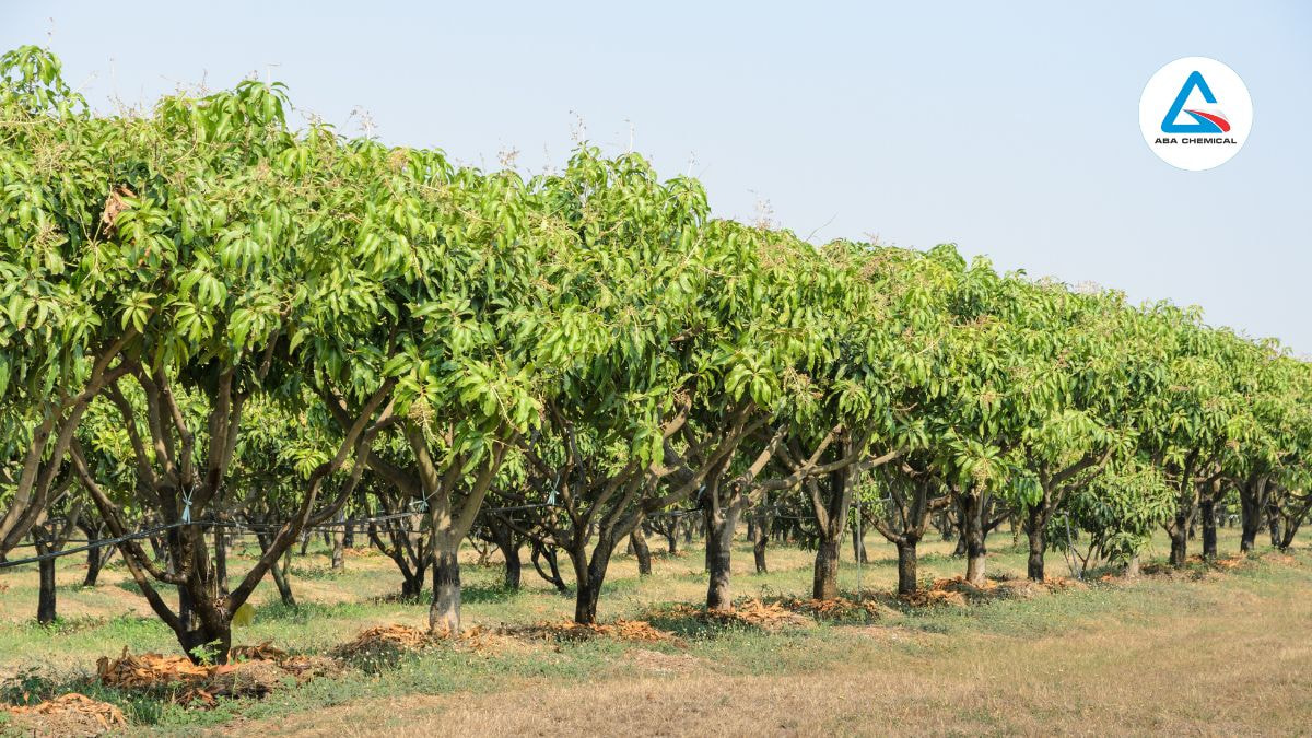 Bệnh xì mủ trái xoài: Nguyên nhân, Triệu chứng và Cách phòng trừ