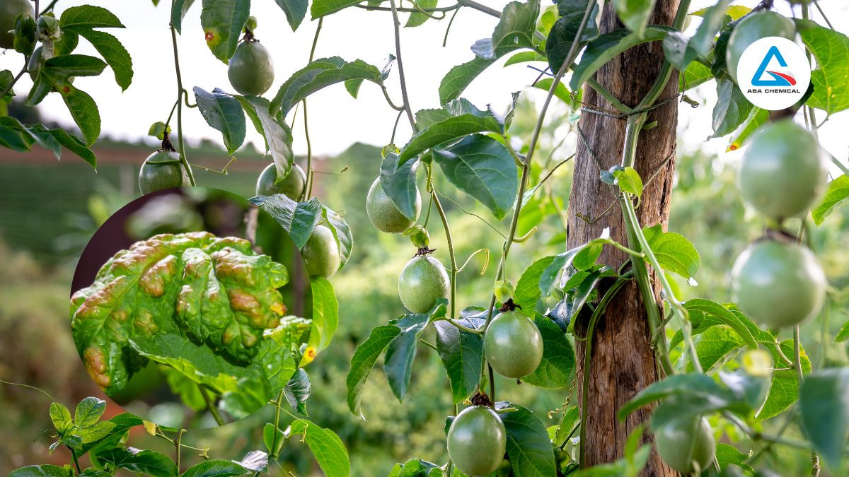 benh-xoan-la-chanh-day Bệnh xoăn lá chanh dây - Nguyên nhân, Triệu chứng và Cách phòng trừ