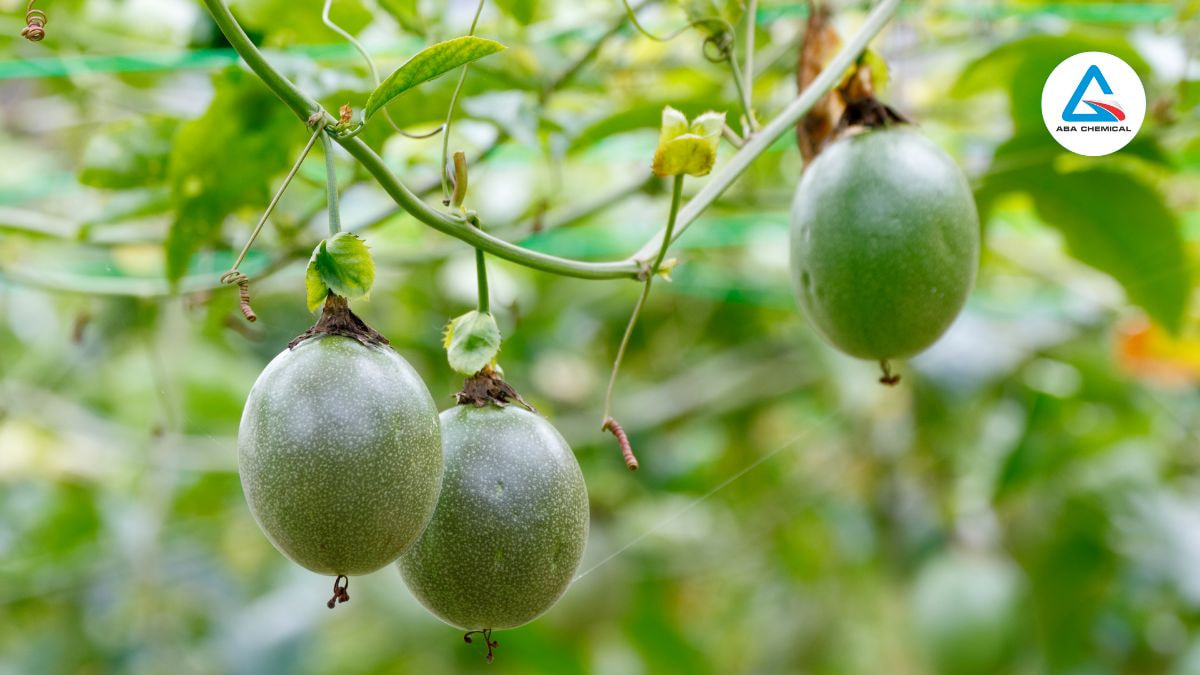 Bệnh xoăn lá chanh dây - Nguyên nhân, Triệu chứng và Cách phòng trừ 