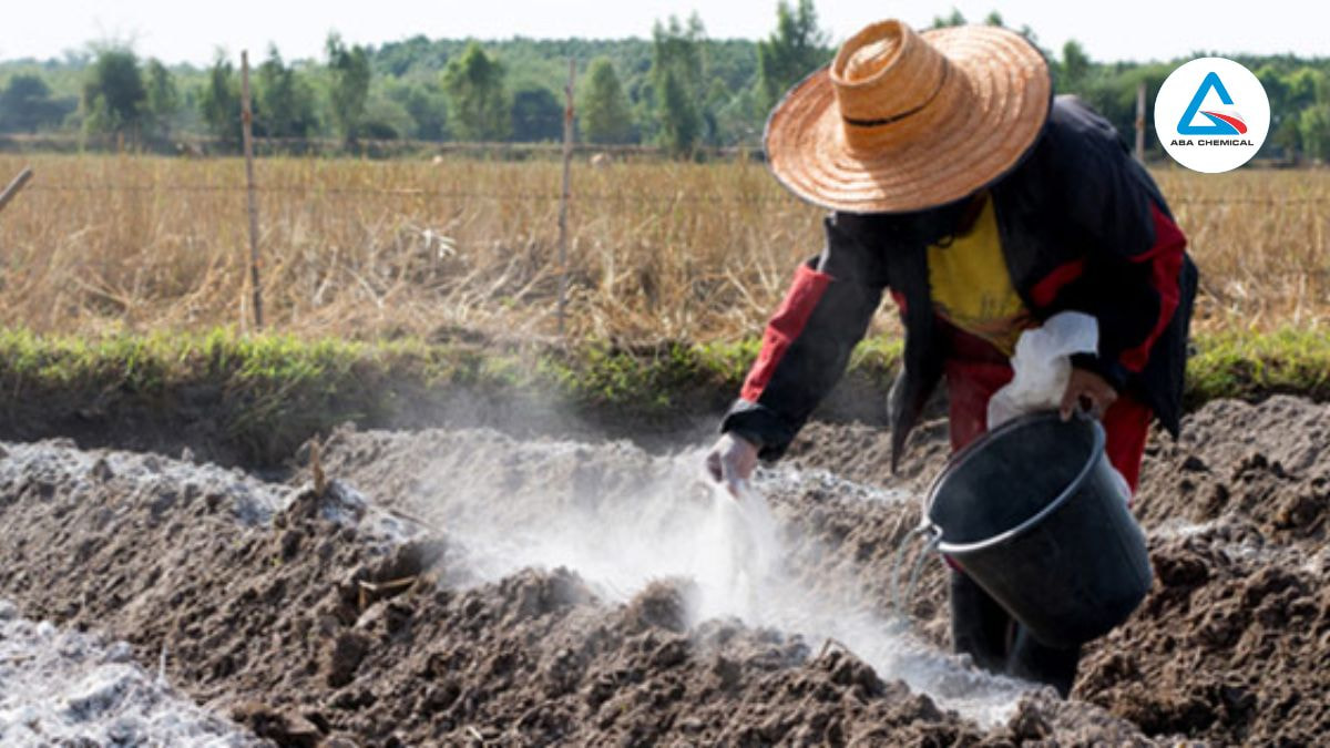  Bón vôi bột (500-700 kg/ha) và phân hữu cơ hoai mục (10-15 tấn/ha) để đất tơi xốp, tăng sức đề kháng cây