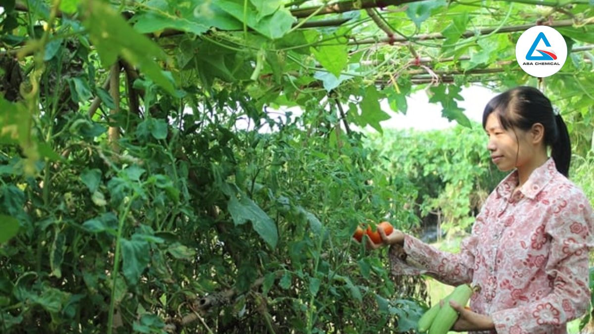 Luân canh với lúa, ngô, đậu trong 1-2 năm để phá vỡ vòng đời bọ dưa