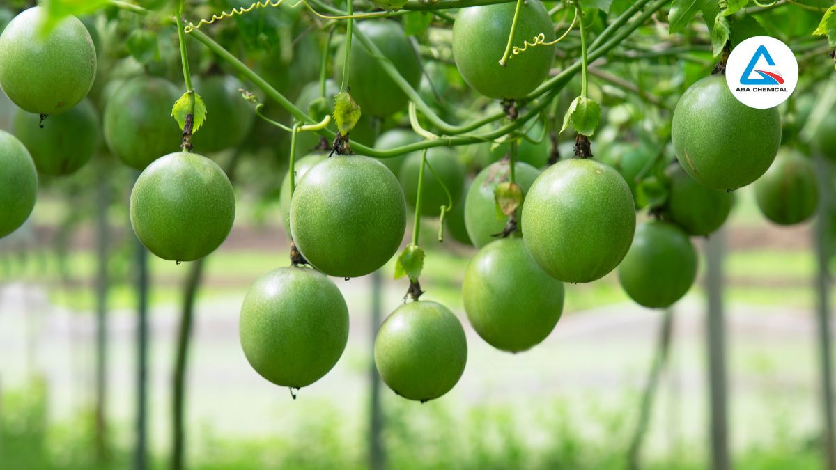 Bọ phấn trắng hại chanh dây - Nhận biết, Tác hại và Biện pháp phòng trừ hiệu quả 
