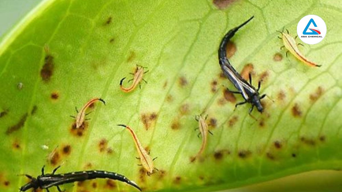 Lá non quăn, vàng; hoa héo, rụng; quả non sần sùi, bạc màu, đặc biệt ở vườn rậm, mùa khô.