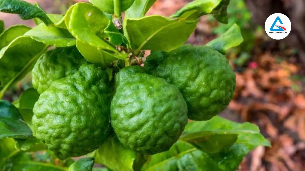 Hậu quả của bọ trĩ hại chanh làm biến dạng trái giảm giá thị trường