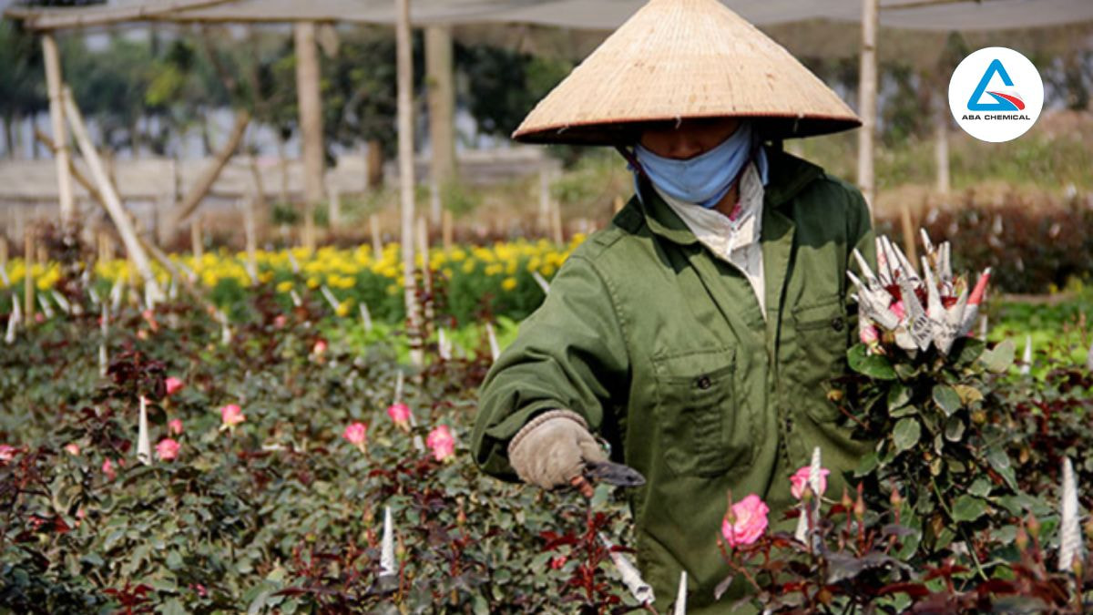Cắt bỏ lá xoăn, nụ bầm mang ra khỏi vườn đốt hoặc chôn sâu để ngăn bọ lây lan.