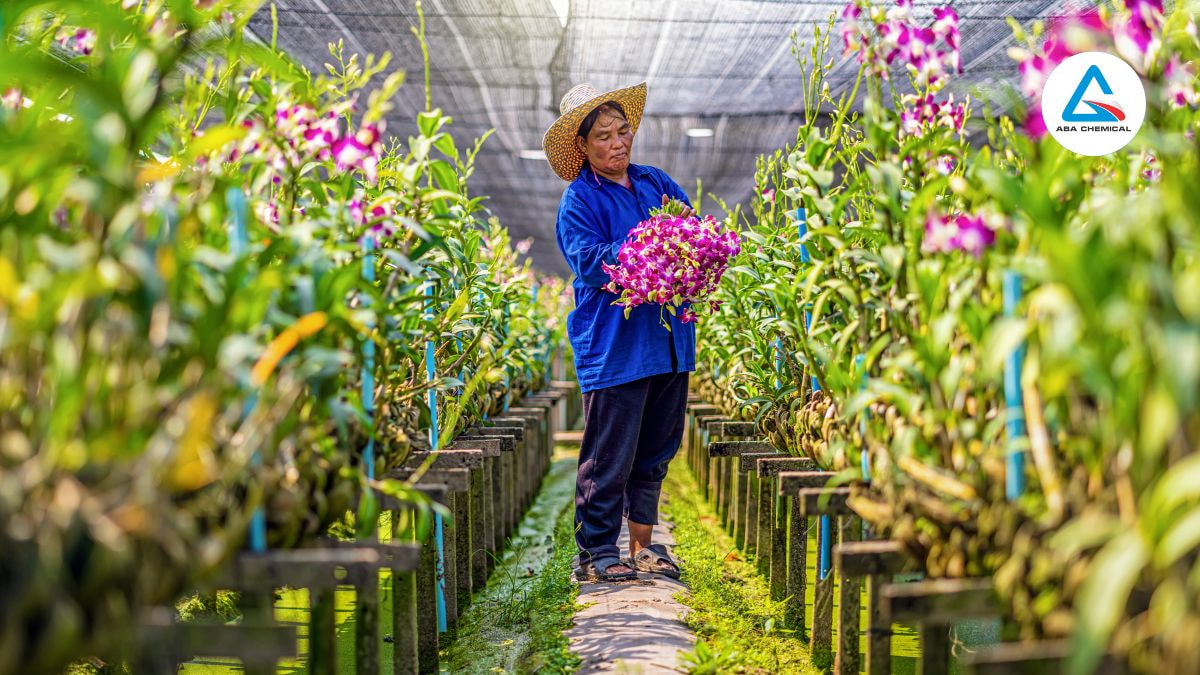 Bọ trĩ hại hoa lan