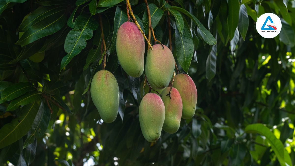 Bọ trĩ hại xoài - Nguyên nhân, Triệu chứng và Biện pháp phòng trừ hiệu quả 