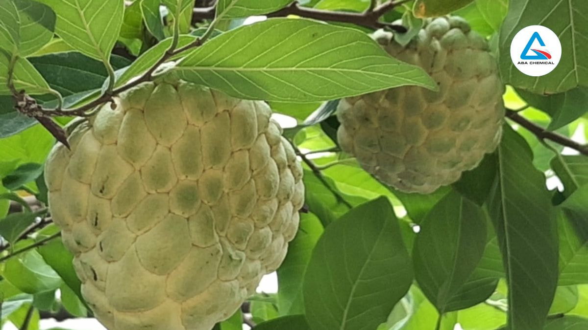 Bọ vòi voi hại mãng cầu na