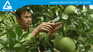 KỸ THUẬT GHÉP CÂY BƯỞI