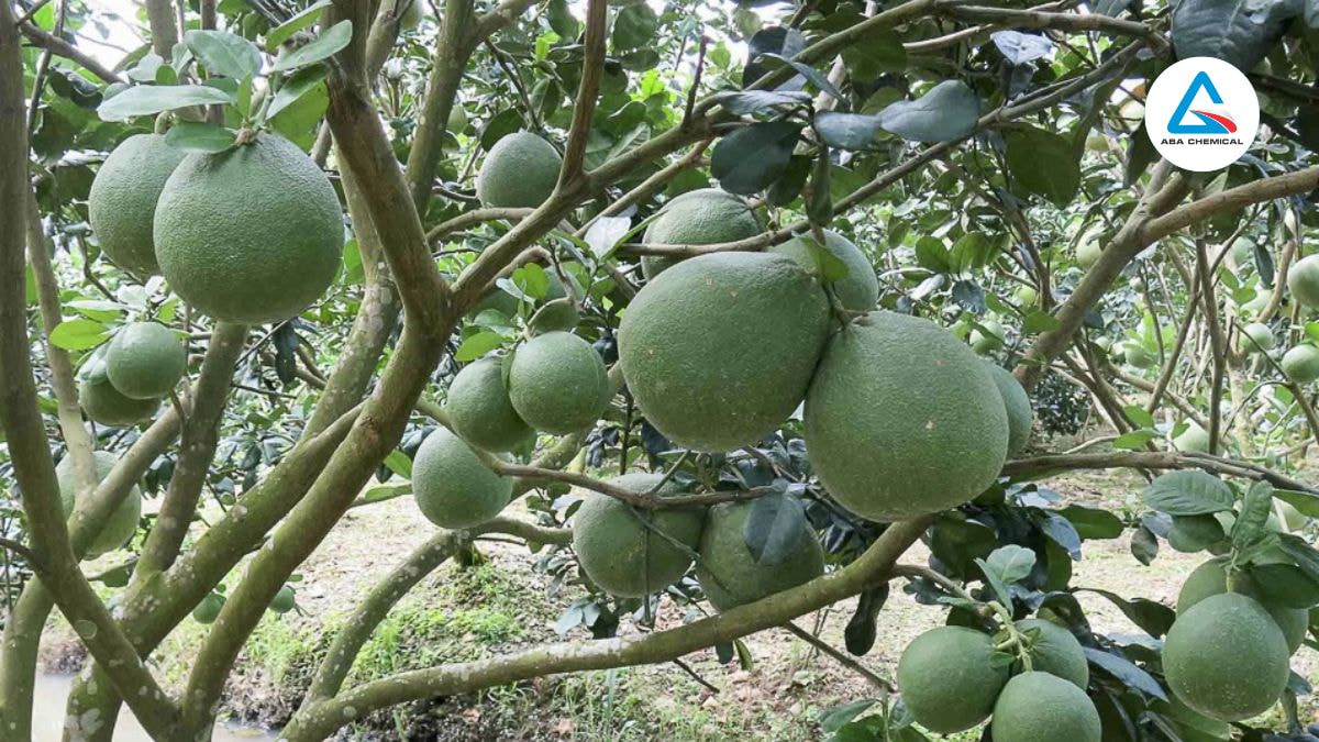 Cây bưởi: Đặc điểm sinh học, điều kiện sinh trưởng & hiệu quả kinh tế Cây bưởi có thân gỗ chắc chắn, cao 5-6 m, có thể cao hơn trong điều kiện tối ưu, cành mọc ngang hoặc hơi gập xuống, phân nhánh mạnh, tạo tán rộng