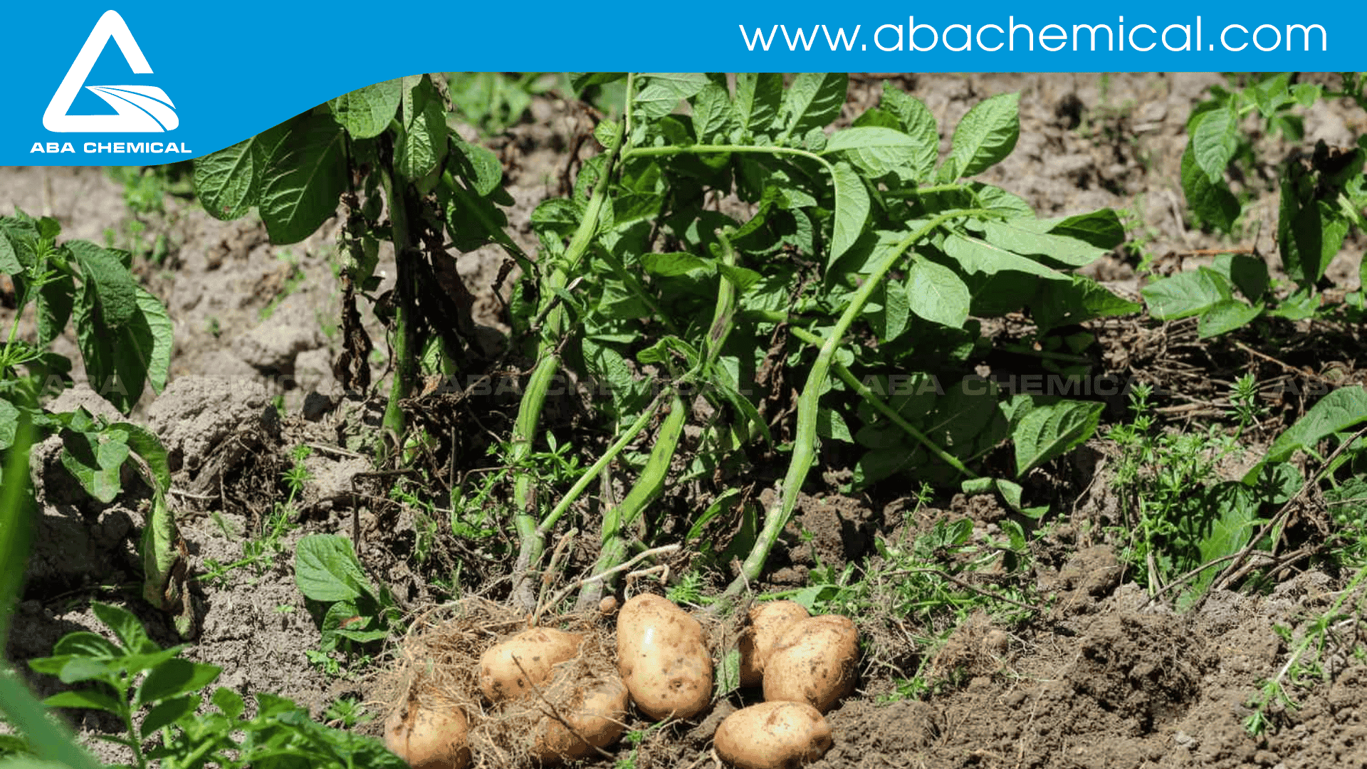 Những loại giống khoai tây được nhập trực tiếp và ưa chuộng nhiều ở nước ta