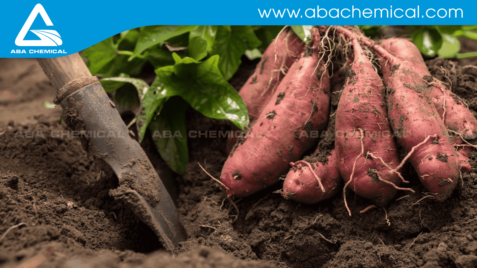 Bón phân cho cây khoai lang trong thời kỳ này là một việc quan trọng