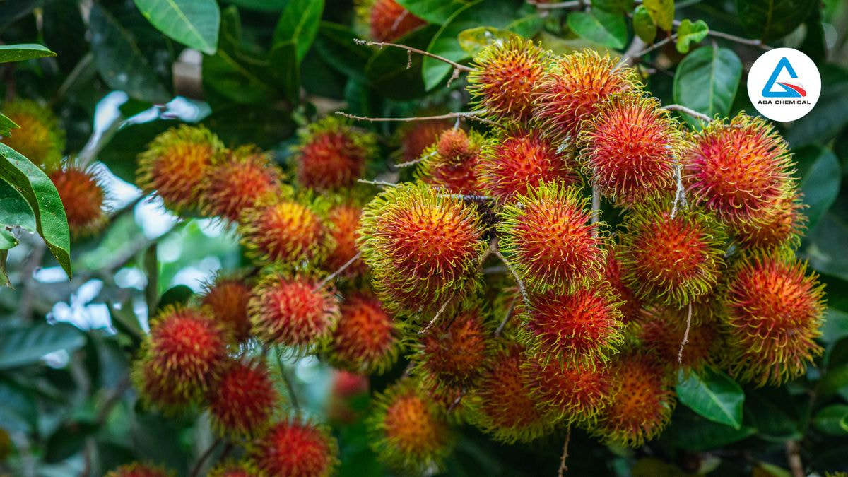 Kỹ thuật bảo quản chôm chôm hiệu quả
