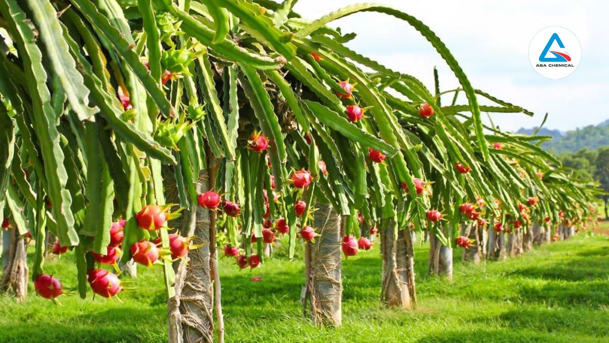 ky-thuat-cham-soc-thanh-long-sau-thu-hoach-abachemical