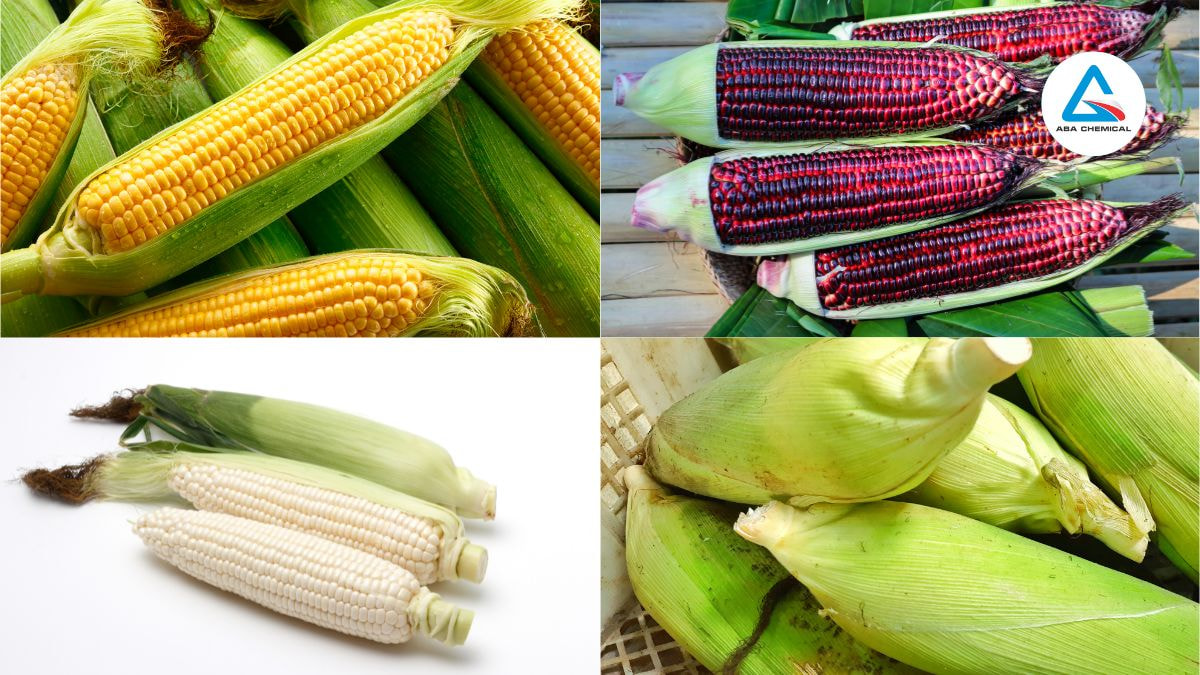 Kỹ thuật chọn giống bắp