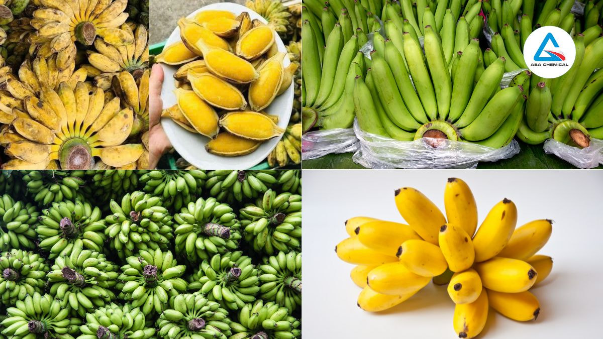 Kỹ thuật chọn giống chuối - Tiêu chuẩn giống và Cách chọn giống cho năng suất cao