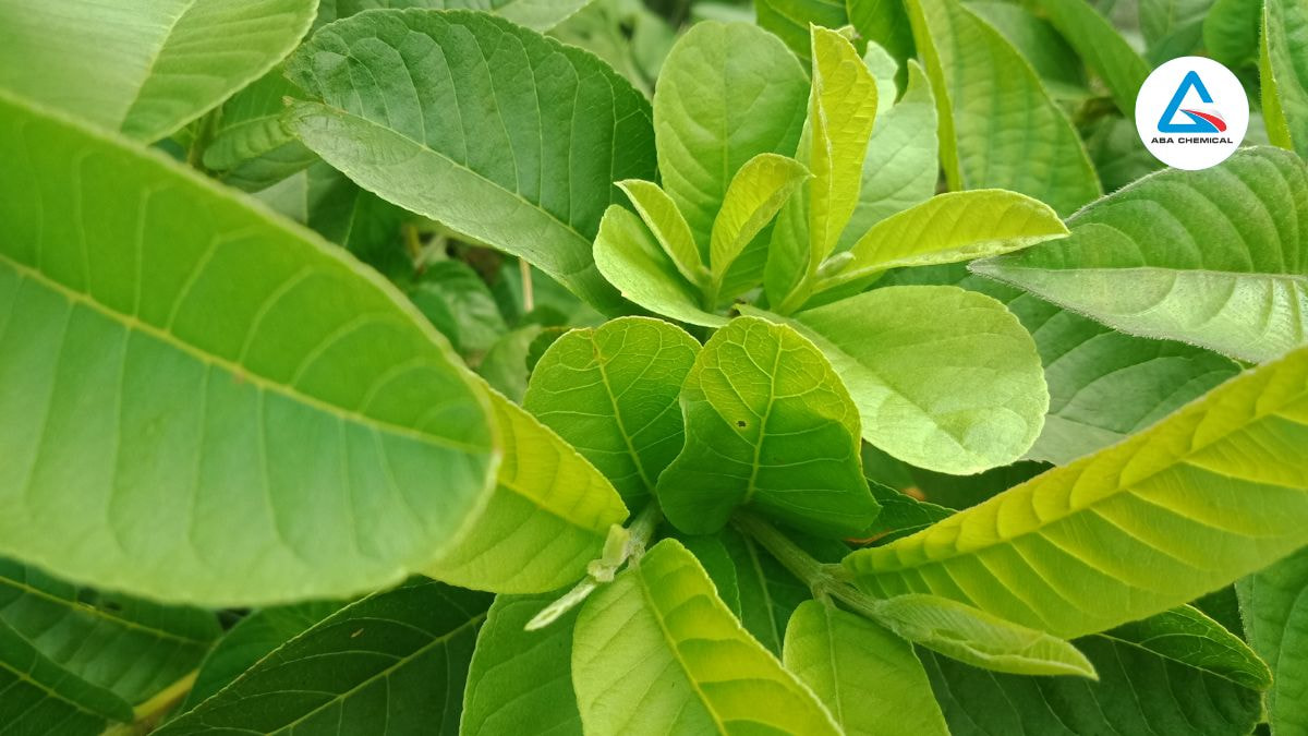 Kỹ thuật chọn giống ổi - Tiêu chí và Những giống ổi cho năng suất cao 