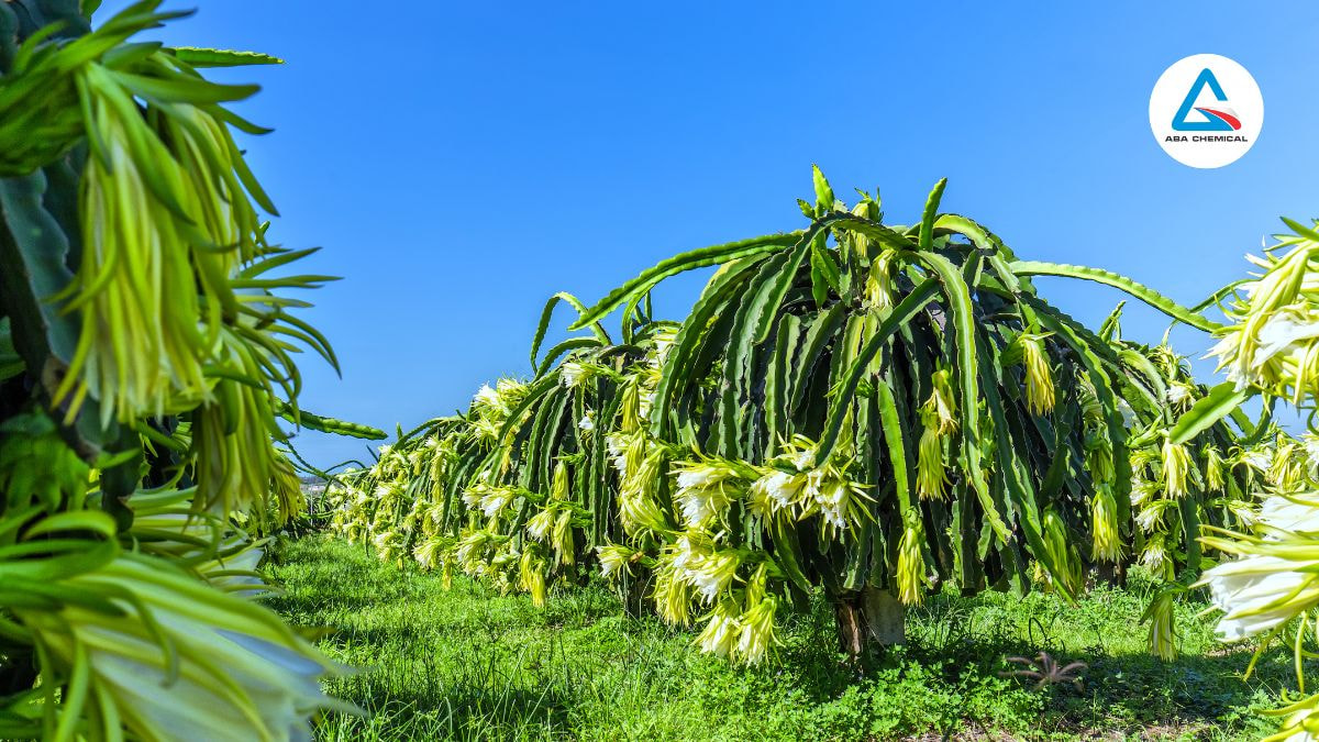 Kỹ thuật chọn giống thanh long