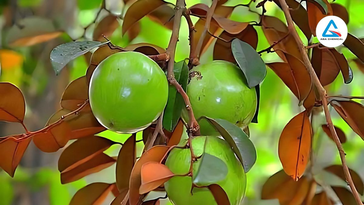 Kỹ thuật chọn giống vú sữa: Hướng dẫn chi tiết-Abachemical